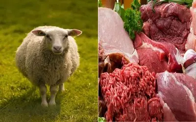 صفرتا صد تمیز کردن گوسفند ذبح شده/ با این روش گوشت تمیز و باکیفیت تر از قصابی میشه