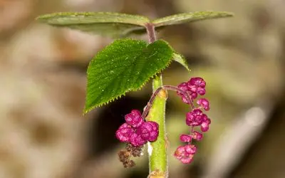گیاهی با نیشی دردناک‌تر از مار که می‌تواند شما را به خودکشی وادار کند