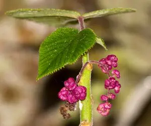 گیاهی با نیشی دردناک‌تر از مار که می‌تواند شما را به خودکشی وادار کند