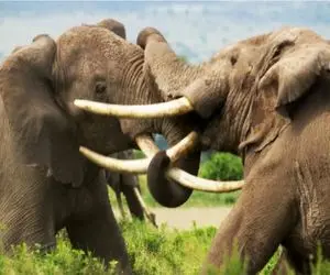 جنگ خونخوار/ نبرد حیوانات گیاه خوار وقتی که در مقابل هم قرار می گیرند