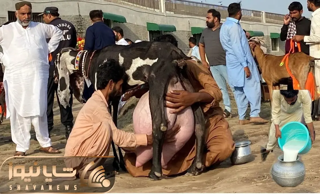 حیوانات غول جثه؛ ببینید از این بز ماده چه حجم زیادی شیر می دوشن