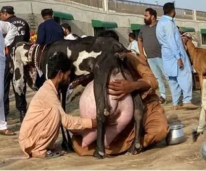 حیوانات غول جثه؛ ببینید از این بز ماده چه حجم زیادی شیر می دوشن