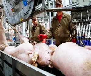 فرآوری خوک؛ خوک لجن قلمبه رو میذاره تو دیگ بخار چرخ میکنه سوسیس پلمپ تحویل میگیره