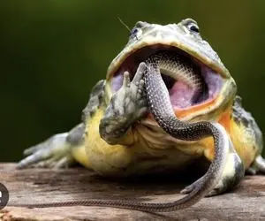 مستند حیات وحش؛ نبرد قورباغه سهمگین و مار برای بقا در قفس