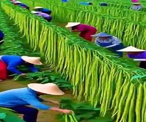 کشاورزی نوین؛ چینی های قدکوتاه مزرعه باقلا زدن درازی هرکدوم 2 برابر قد ایناس درو سخته