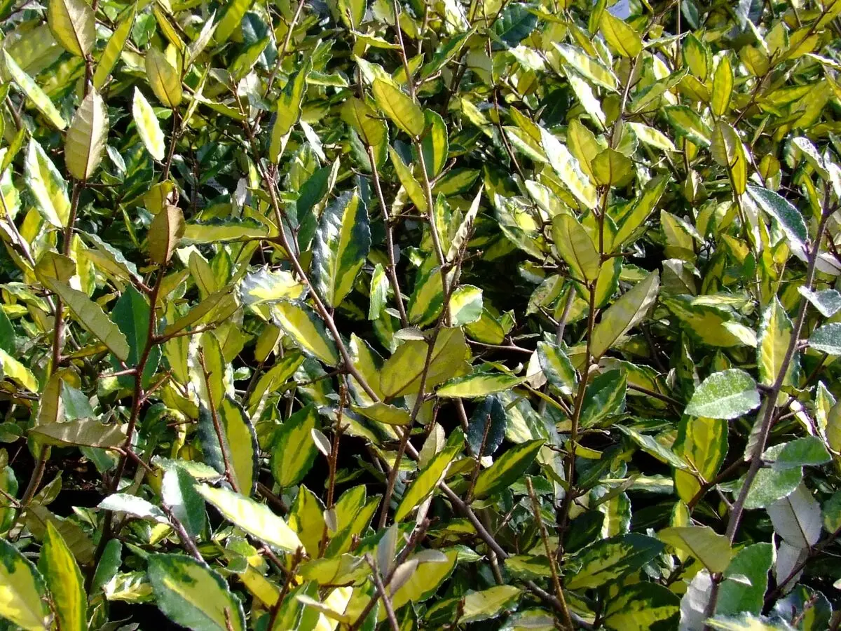 گیاهان سایه دوست