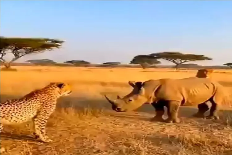 قلمرو حیوانات؛ کرگدن با چیتای لمیده در سایه حال نکرد شاخش زد