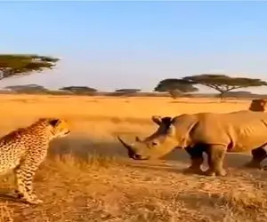 قلمرو حیوانات؛ کرگدن با چیتای لمیده در سایه حال نکرد شاخش زد