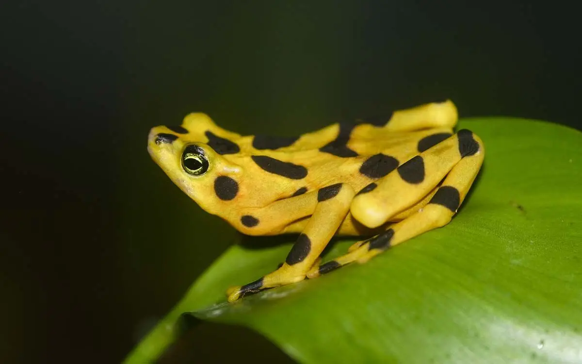 Atelopus_zeteki1