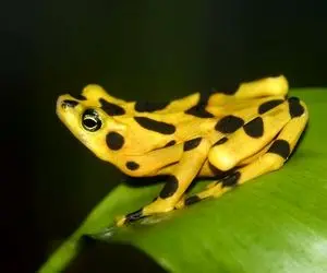 تصاویری عجیب از وزغ در حال انقراض