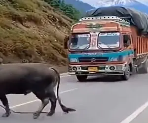 دامپروری نوین؛ گاو تصادف کرد ایربگ هاش باز شد