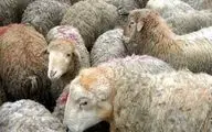 قیمت دام زنده امروز ۳ خرداد ۱۴۰۴‌/ بازار دچار تشنج شد