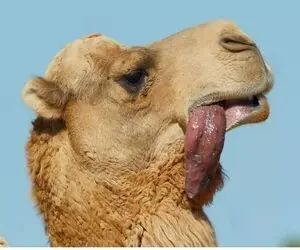 از جذابیت‌های حیات وحش؛ شتر وسط بیابون میخواد زن بگیره با زبون درازی دلبری میکنه