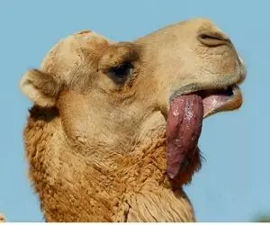 از جذابیت‌های حیات وحش؛ شتر وسط بیابون میخواد زن بگیره با زبون درازی دلبری میکنه