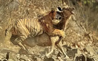 جذابیت حیات وحش؛ ۳۰ لحظه از شکار وحشیانه ببر که موجب وحشت میشود