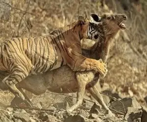 جذابیت حیات وحش؛ ۳۰ لحظه از شکار وحشیانه ببر که موجب وحشت میشود