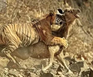 جذابیت حیات وحش؛ ۳۰ لحظه از شکار وحشیانه ببر که موجب وحشت میشود