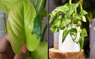  ۷ ترفند طلایی برای نابودی شته های پتوس در تابستان/ روشای باورنکردنی برای از بین بردنش