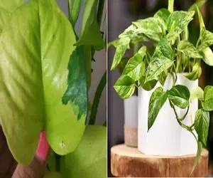  ۷ ترفند طلایی برای نابودی شته های پتوس در تابستان/ روشای باورنکردنی برای از بین بردنش