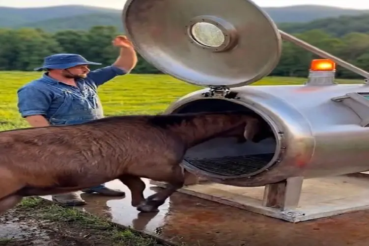 دامداری نوین؛ گوسفند رفت تو کوره زودپز تو 2ثانیه پشمش کز خورد ذبح شد استیک اومد بیرون