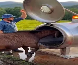 دامداری نوین؛ گوسفند رفت تو کوره زودپز تو 2ثانیه پشمش کز خورد ذبح شد استیک اومد بیرون