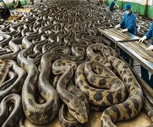 فرآوری مار؛ مار از گوشت و پوست تا زهرش منبع ثروت آمریکاس