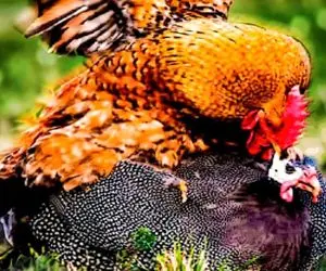 جذابیت حیات وحش؛ خروس ددمنش برای حفاظت از حرمسراش دخل باقی پرنده هارو درآورد