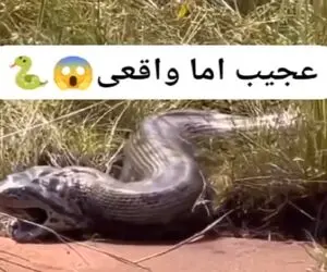 معماری طبیعت؛ پیتون طعمه اش رو بعد از قورت دادن درسته بالا آوورد بهش نساخت