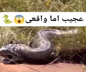 معماری طبیعت؛ پیتون طعمه اش رو بعد از قورت دادن درسته بالا آوورد بهش نساخت