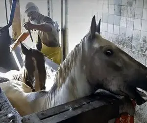 فرآوری اسب؛ اسب اصیل محتضر بعد یه عمر بهره کشی به چهار میخ کشیده شد واسه کالباس شدن