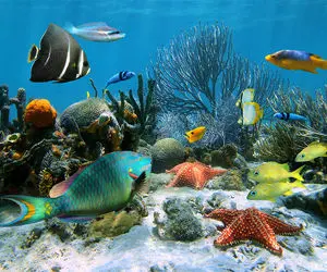 (تصاویر) کشف دو موجود ناشناخته در اعماق اقیانوس!