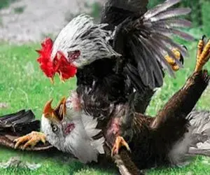 شاهکار حیات وحش؛ خروس نوک طلا برای جذب حرامسرای مرغی با عقاب گلاویز میشه