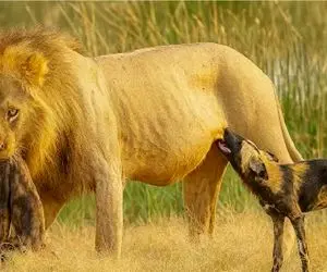 مستند حیات وحش؛ کفتار مایوسانه تماشا کرد که جان برادرش میرود