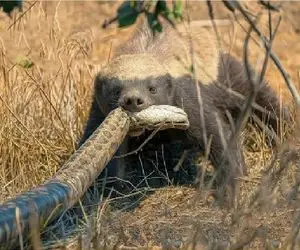 شاهکار حیات وحش؛ گورکن عسل خوار عسل گیرش نیومد مار خورد