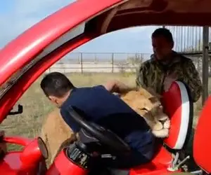 از جذابیت های حیات وحش؛ شیر یهو پرید بغل آقاهه اونم سرخوش بوسش کرد لامصب شیره میخورتت