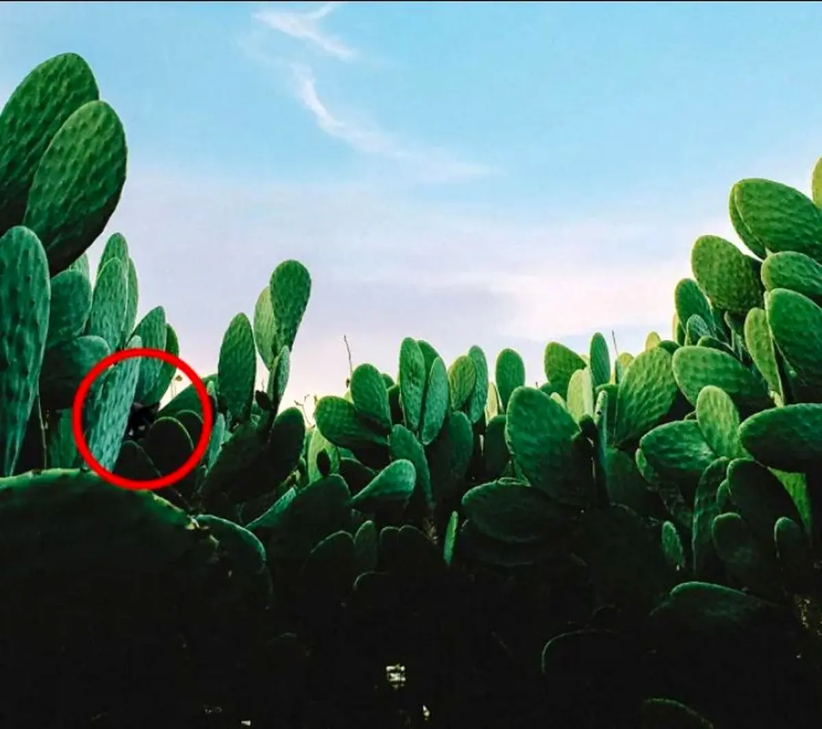 spot the cat in cactus solution