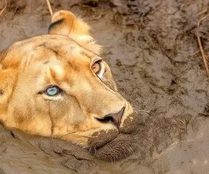 حیات وحش مصنوعی؛ شیر عاقل برای اینکه مادرش رو از باتلاق دربیاره کمک آورد