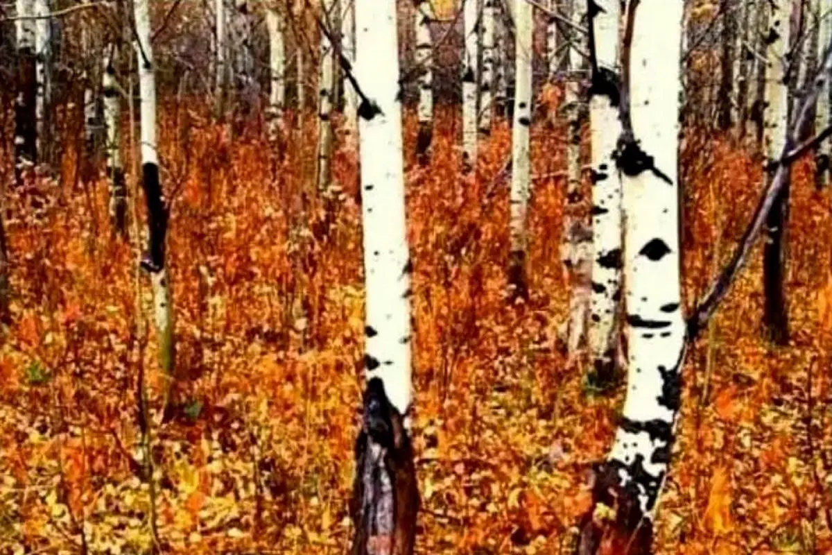 بازی فکری؛ پیدا کردن گرگ استتار کرده تو جنگل پاییزی فقط کار کساییکه دید شکاری دارن