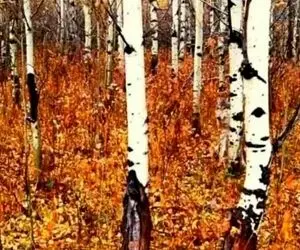 بازی فکری؛ پیدا کردن گرگ استتار کرده تو جنگل پاییزی فقط کار کساییکه دید شکاری دارن