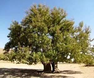 (ویدئو) اقدام عجیب یک چوپان؛ لخت کردن درخت بلوط برای بزها!