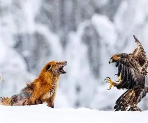 از جذابیت‌های حیات وحش؛ عقاب افیونی زده تمام پوست روباه مکار رو پاره کرد