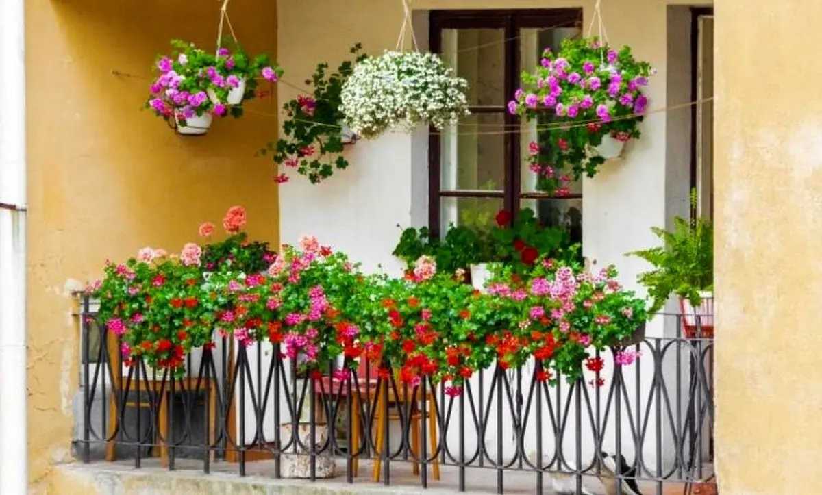 گیاهان آپارتمانی مناسب بالکن