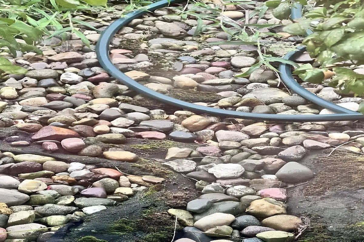 تست-بینایی-یافتن-قورباغه-میان-سنگ-ها