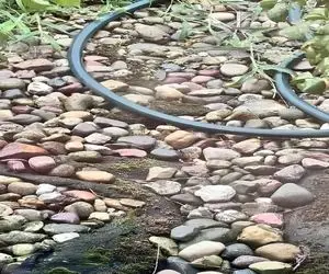 بازی فکری؛ خیلیا نتونستن قورباغه رو بین سنگا پیدا کنن تو بتونی بیناییت از همه بهتره