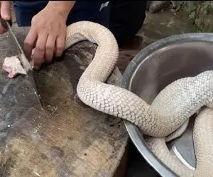 غذای چندش؛ سر و ته مار میزنه پوستشو از قفا میکنه بندازه تو دیگ سوپ زهرشم دوا شه