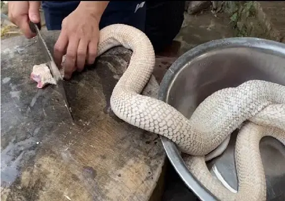 غذای چندش؛ سر و ته مار میزنه پوستشو از قفا میکنه بندازه تو دیگ سوپ زهرشم دوا شه