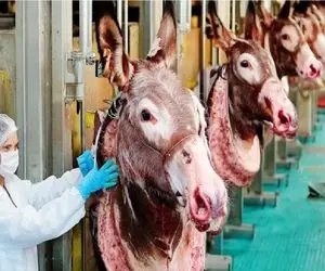 فرآوری الاغ؛ الاغ چموش رو با لیفتراک برد سلاخخونه تا از شیره وجودش هم بهره ببره