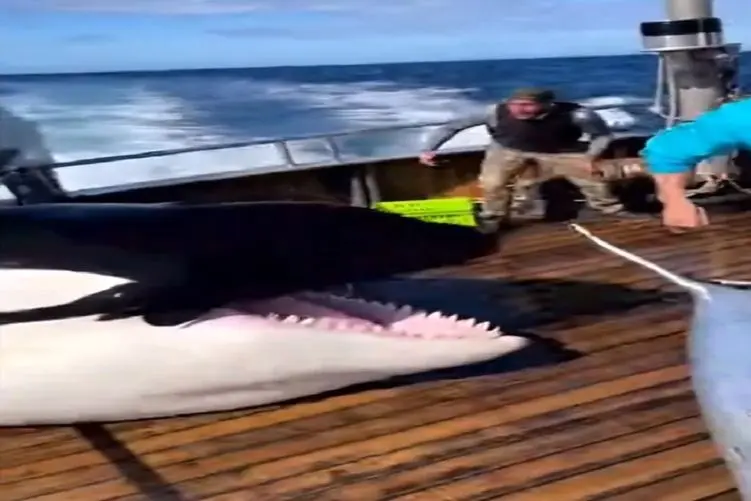 معماری طبیعت؛ نهنگ دنبال ماهی بود برا ناهار ولی رو عرشه آدما رو دید نقشه اش عوض شد