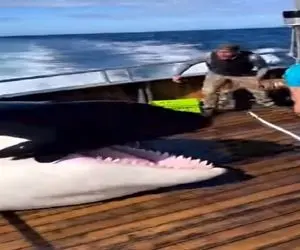 معماری طبیعت؛ نهنگ دنبال ماهی بود برا ناهار ولی رو عرشه آدما رو دید نقشه اش عوض شد