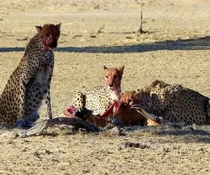 نارام زیان؛ پلنگ نگون بخت موقع شکار شغال توسط گله گرگ های سفاک مثله شد